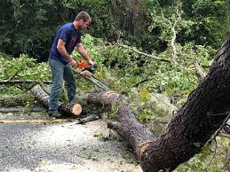 Best Tree Risk Assessment  in Roebling, NJ