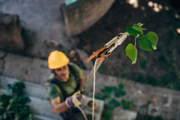 Best Arborist Consultation Services  in Roebling, NJ