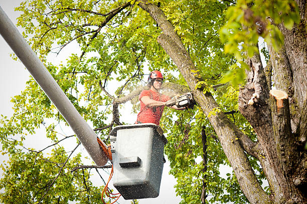 Best Tree Removal  in Roebling, NJ